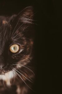 Mauvais rêves Talismans Contre les Mauvais, Rêves Charmes, Rituels mauvais reve, Formules Magiques, Mauvais rêves Talismans Contre les Mauvais, Rêves Charmes, Rituels mauvais reve, Formules Magiques, Mauvais rêves, Talismans Contre les Mauvais Rêves, Charmes Rituels mauvais reve, Formules Magiques